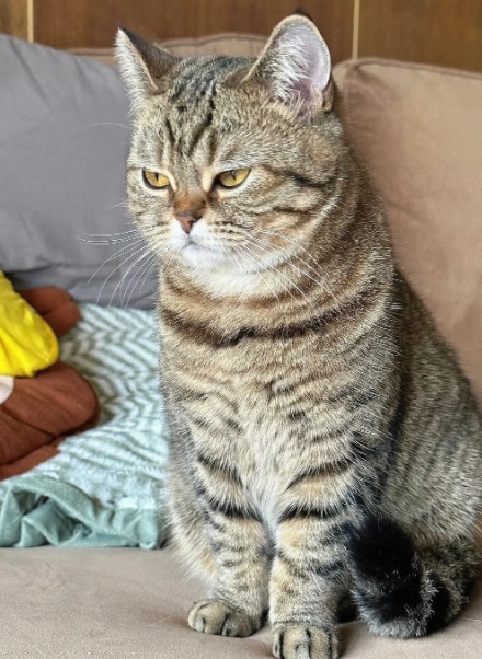这只狸花猫我养一年了，经常三四天不回家，每次回来身上还总是香喷喷的