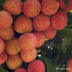 荔枝的种植方法：一、场地与品种的选择荔枝是热带、亚热带果树，喜欢温暖湿润的气候。