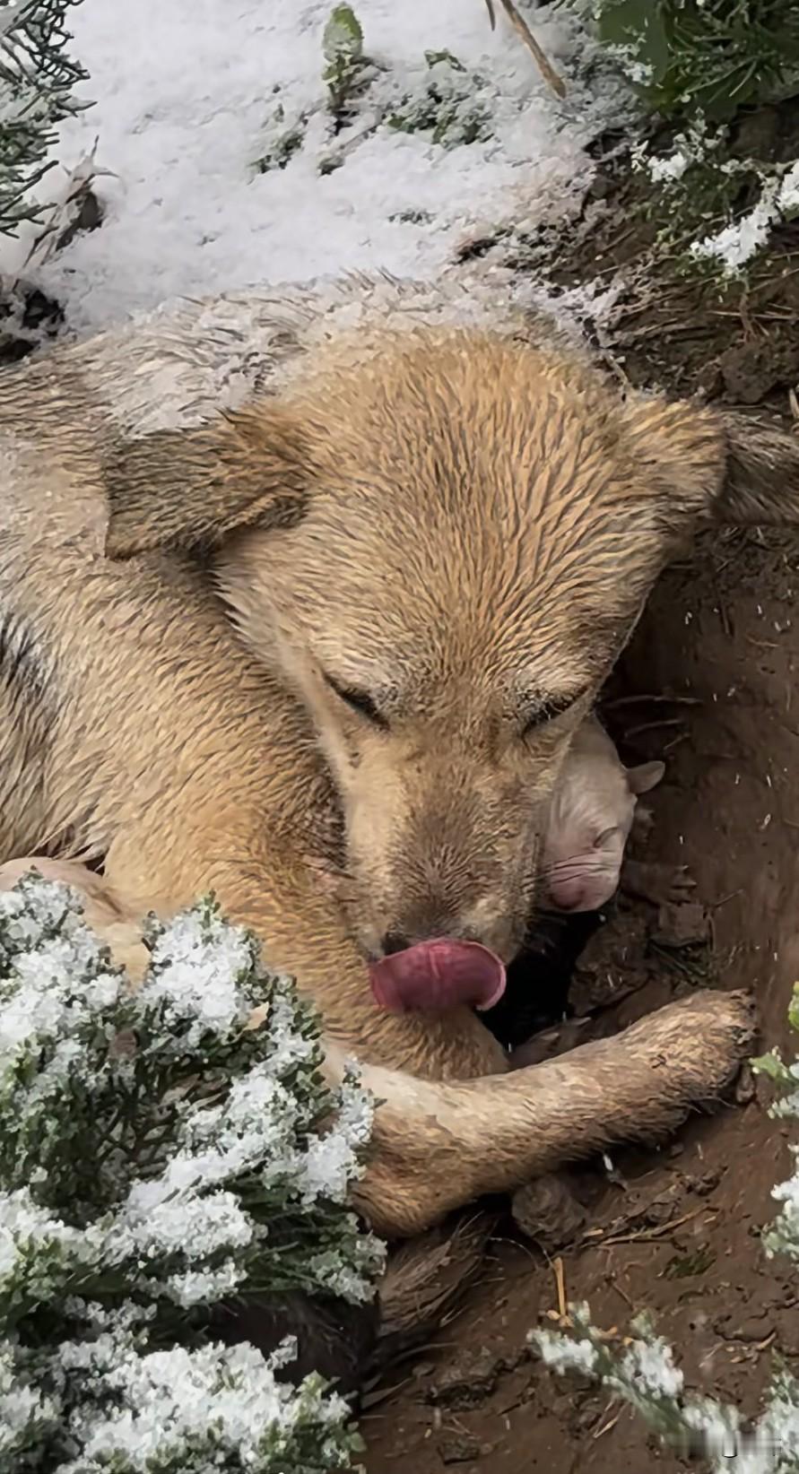 泪目了！这天一位小哥哥和朋友去山上玩雪，当他们走到一片松树林的时候，看到了凄惨而