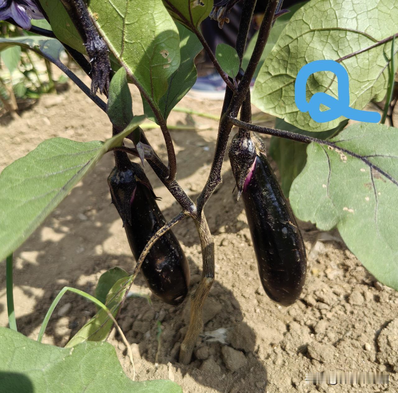 茄子、辣椒、西红柿、黄秋葵，也包括土豆，这些作物都同属于大茄科范畴，一、同一作物