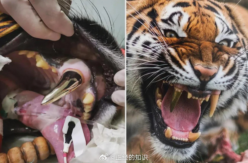 这只老虎在一次意外中折断了一颗金牙。