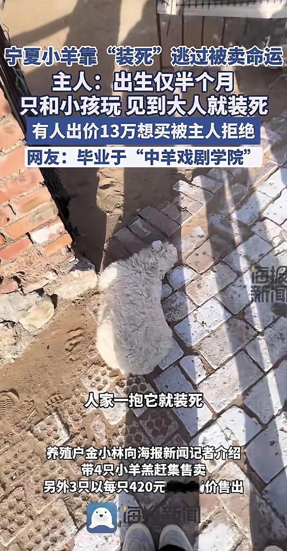 宁夏有只小羊，简直是“戏精”附体！为了不被卖掉，它练就了一身绝活：一看见大人来抱