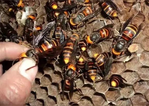 云南。一养殖场养了80窝马蜂，距他50米处，有农户种了片烤烟。农户前一天用无人机