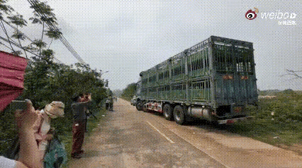 2026年4月2日，辽宁一女子团队得知广东茂名某养殖场因资金链断裂，即将屠宰19