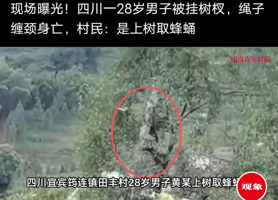 四川一28岁男子被挂树杈，绳子缠颈生亡。村民说是上树取蜂蛹。在观象视频看到的