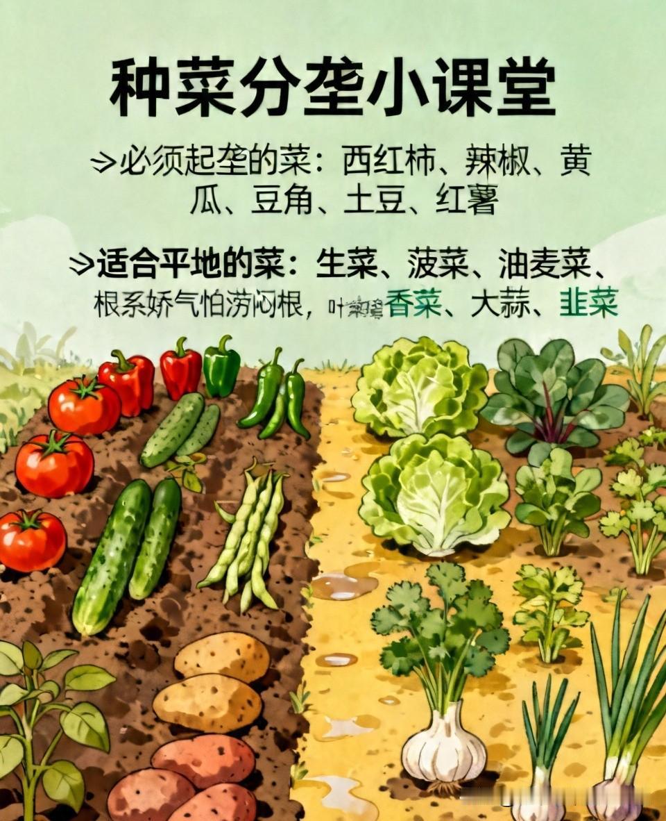 你家种菜是垄种还是平种？家人们！种菜分垄和平，90%的人第一步就搞错了！