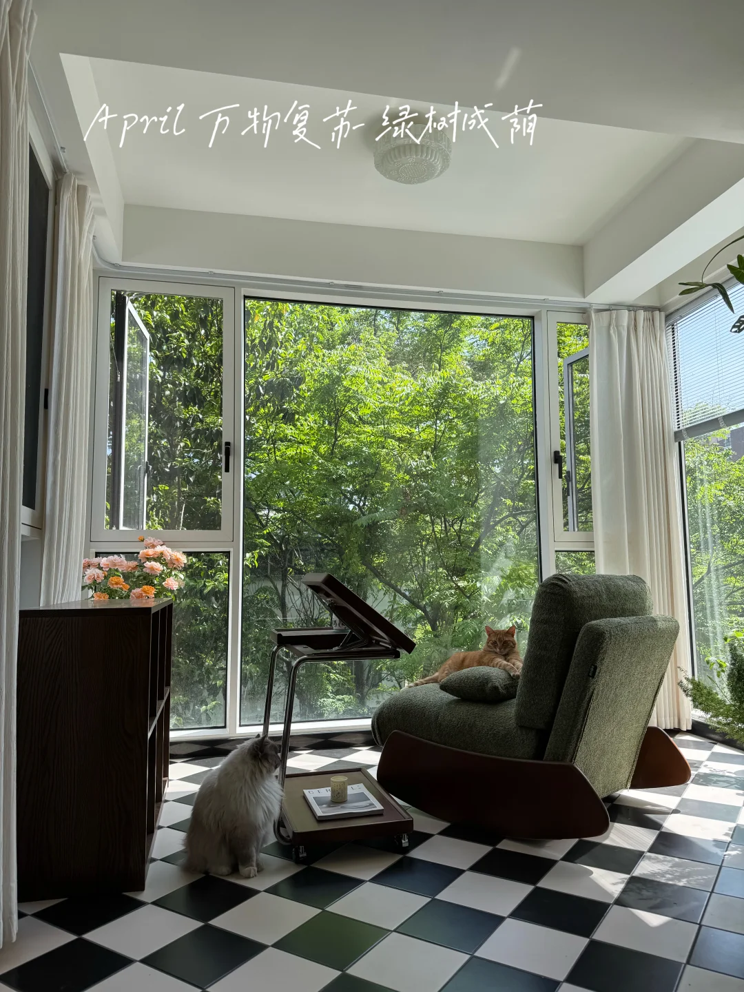 14张图片，宅家见证栾树的四季更迭