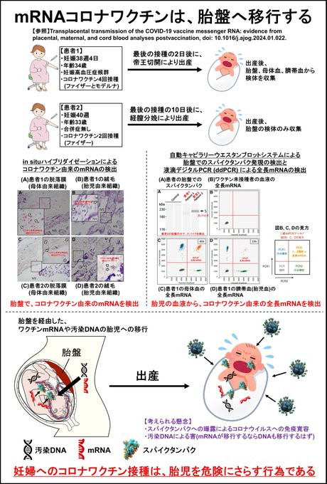 顺便一提，有病例显示，接种了mRNA新冠疫苗的孕妇的母体血或脐带血（退治血）中检