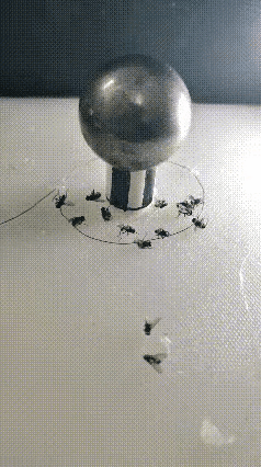 懂物理的看过来苍蝇只要一靠近就马上放电这是什么原理呢？你知道吗？能否告之