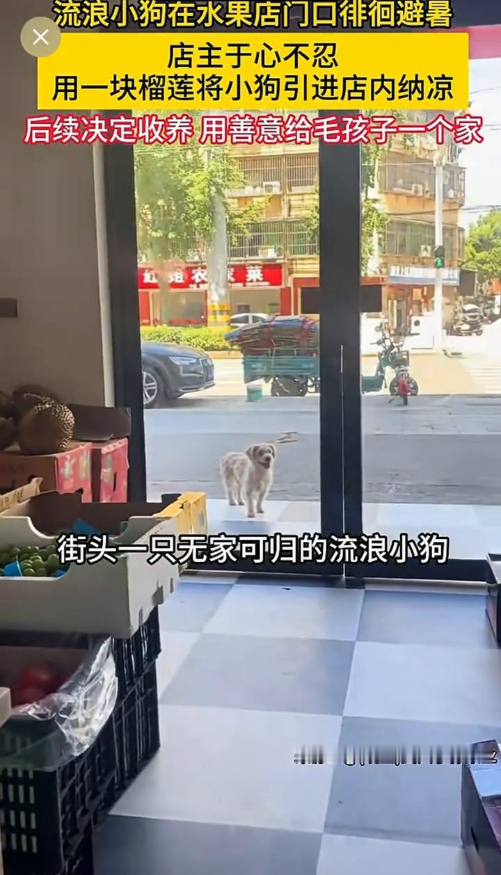 流浪小狗在水果店门口徘徊避暑，店主于心不忍，用一块榴莲将小狗引进店内纳凉，后续决