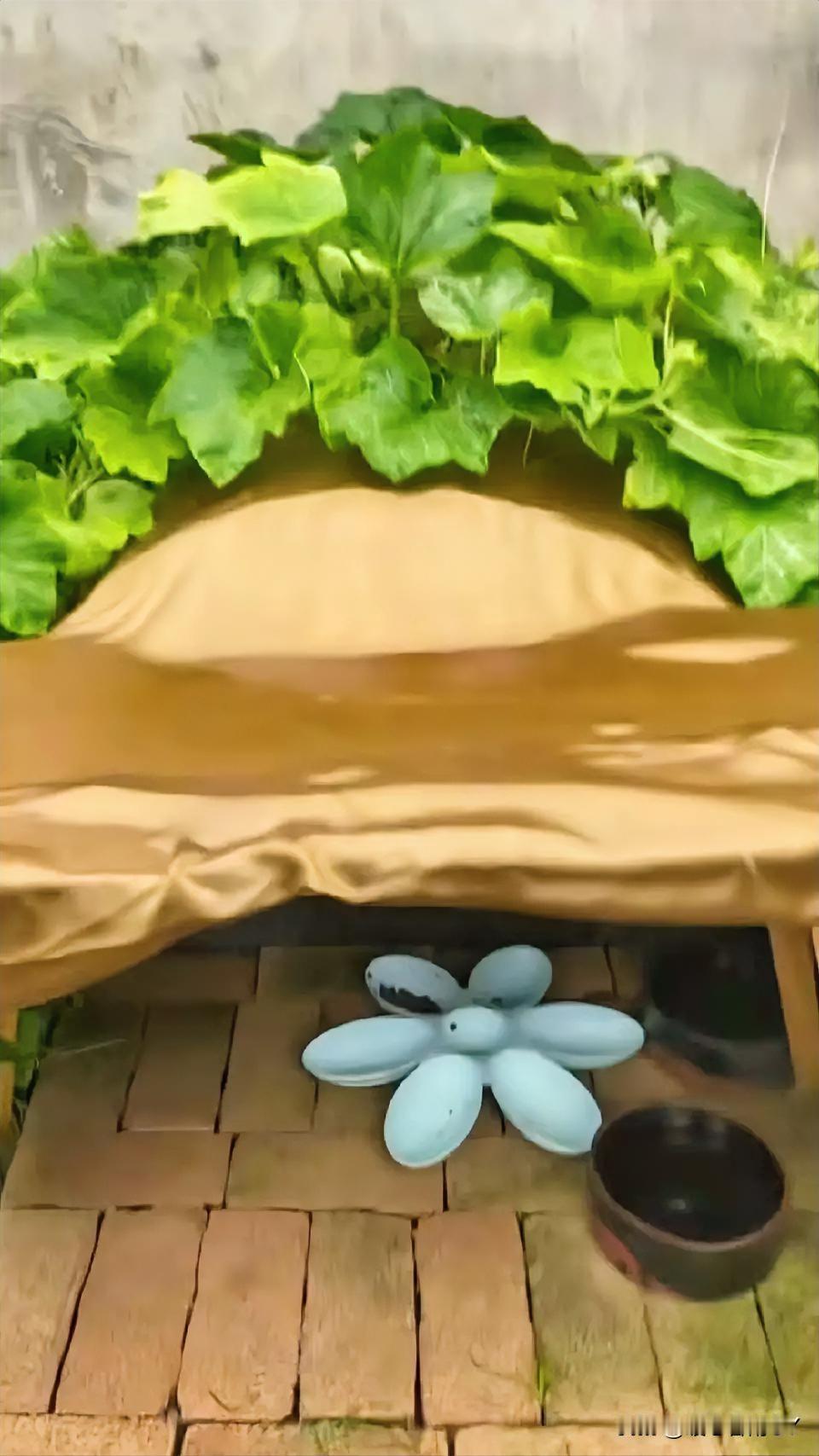 下雨天，农户为流浪猫搭建的小窝，成了猫咪们的避风港。在茂密绿植环绕的简易窝棚