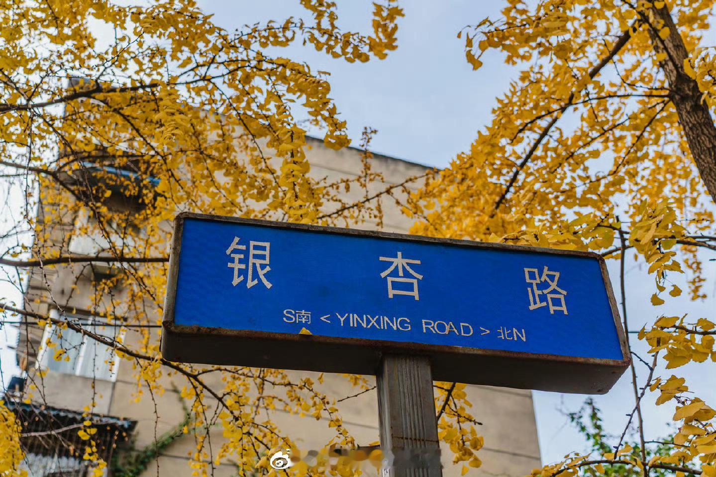 【成都有条街名字就叫“银杏路”】金牛区白果林，金黄银杏与市井生活的完美融合，更具