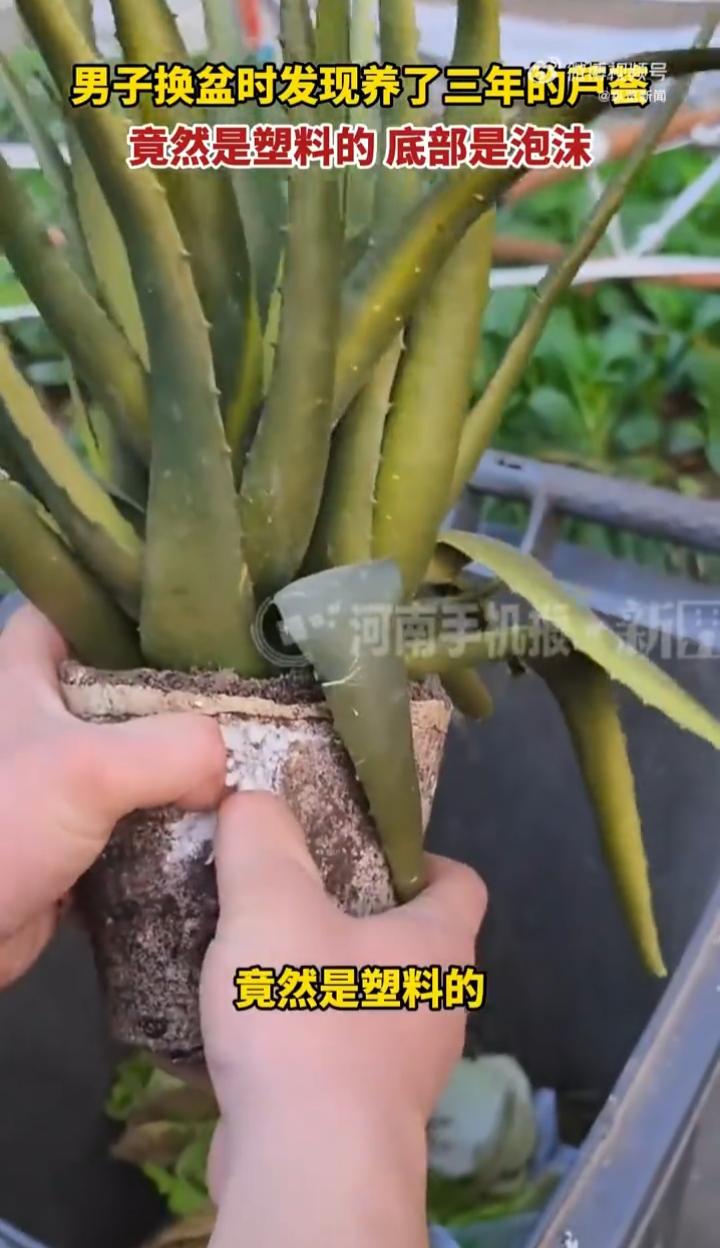 现在有些商家真的是太坏了！浙江杭州一名男子在夜市买了一盆芦荟，悉心照顾了三年，