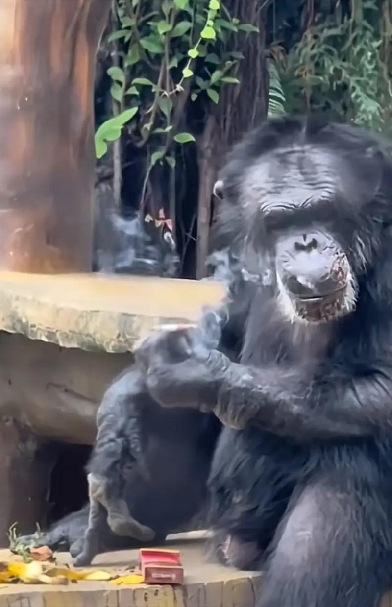 南宁动物园回应猩猩抽烟：若发现会制止，它会藏烟和打火机11月18日，广西南宁动