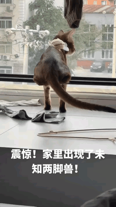 刷到北京刘先生发的猫咪视频，我盯着屏幕看了三遍才反应过来——这哪是残疾猫啊，纯属