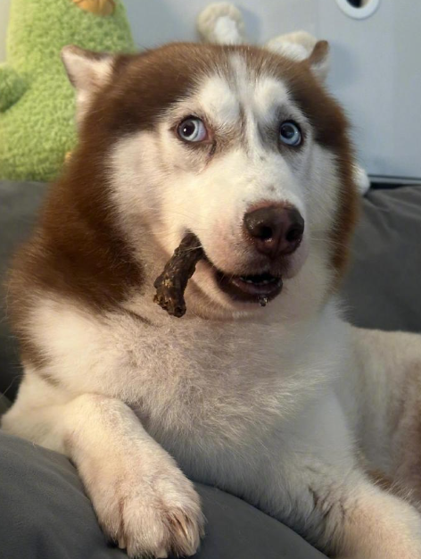 这狗子眼神感觉有10000个心眼子