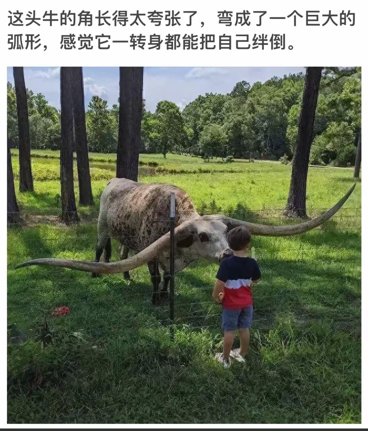 “超大角牛惊艳亮相，萌娃近距离探秘！”🐄👶🏻