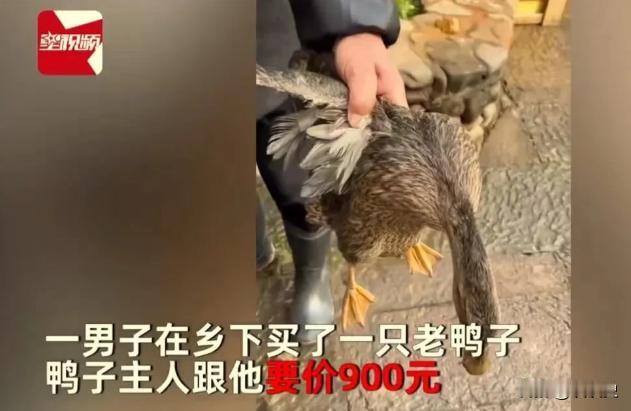 2023年，江苏一男子在农村看中一只5年老鸭，问鸭主人多少钱？鸭子主人说9