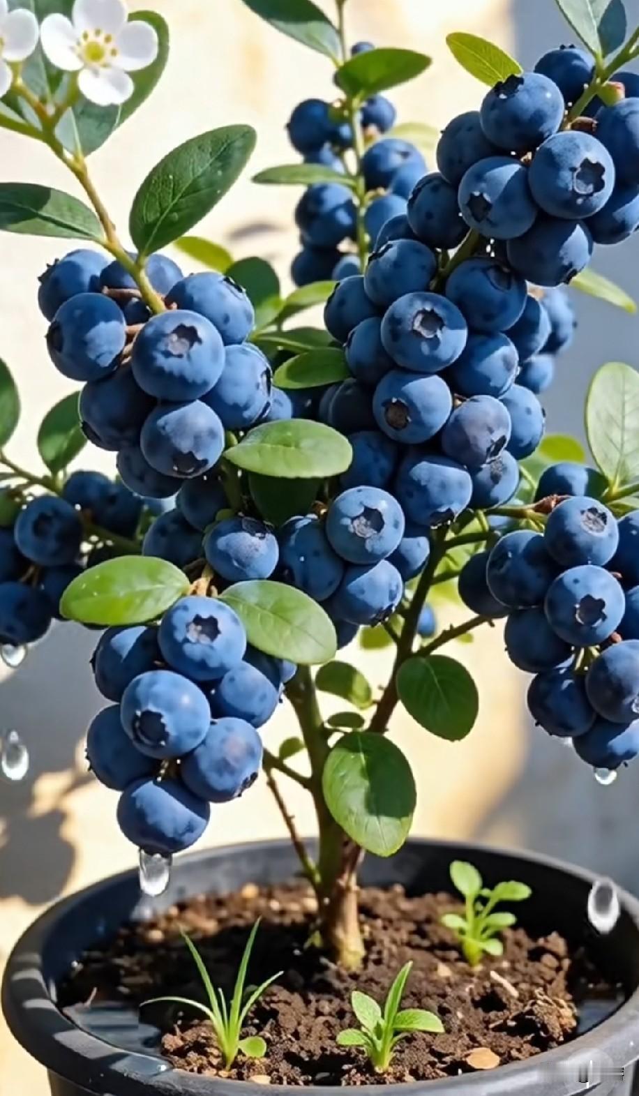 谁能想到，花盆里也能种出挂满果子的蓝莓！之前总以为蓝莓只能地里种，直到自己盆栽