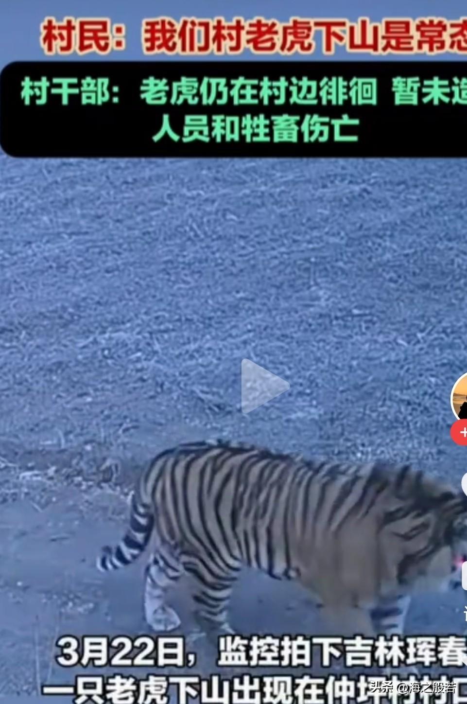 这是大王来巡山吗？溜溜达达，气场全开！3月22日，东北虎现身吉林珲春村边，据
