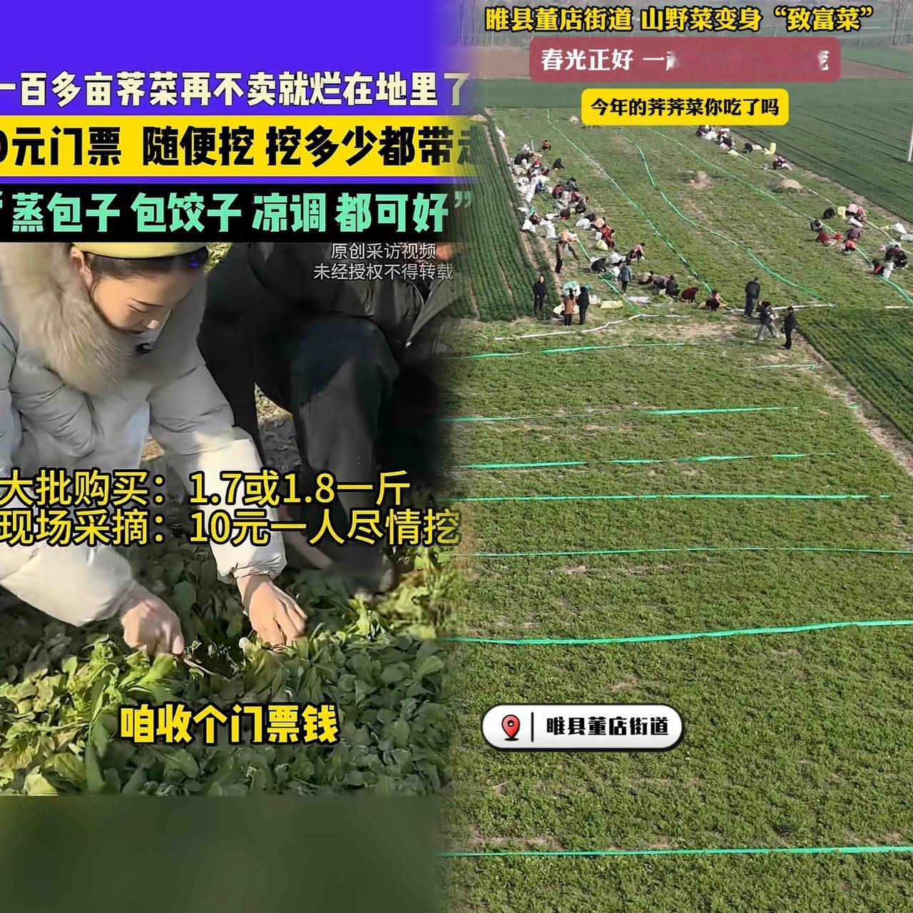 “这操作太有头脑了！”河南安阳的刘大哥，种了一百多亩荠菜，本盼着大丰收，结果今年