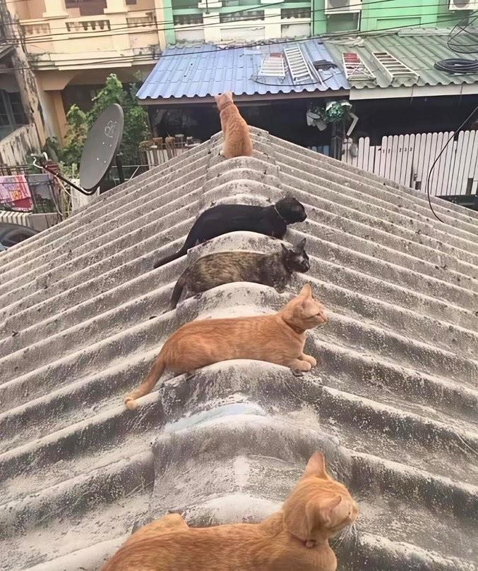 一猫把风，四猫待命