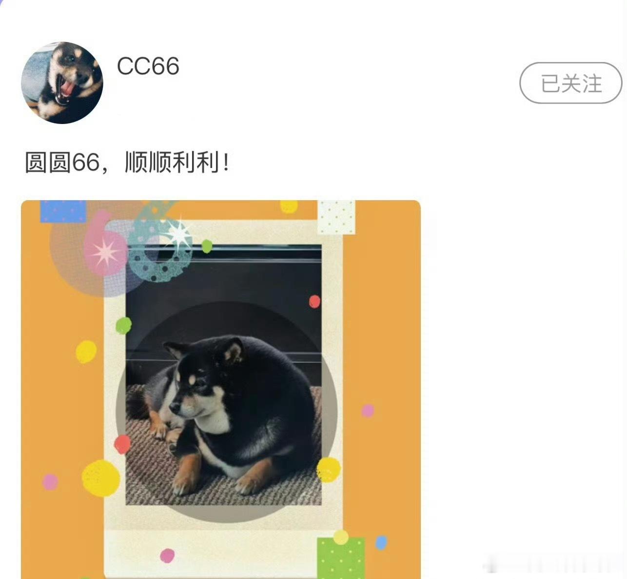 六斤马上变成海豹了