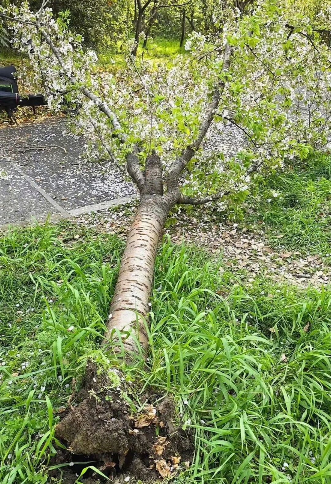 上海女子爬树压塌20年樱花树昨天我也刷到这个视频了，今天才看到说这棵树竟然已经有