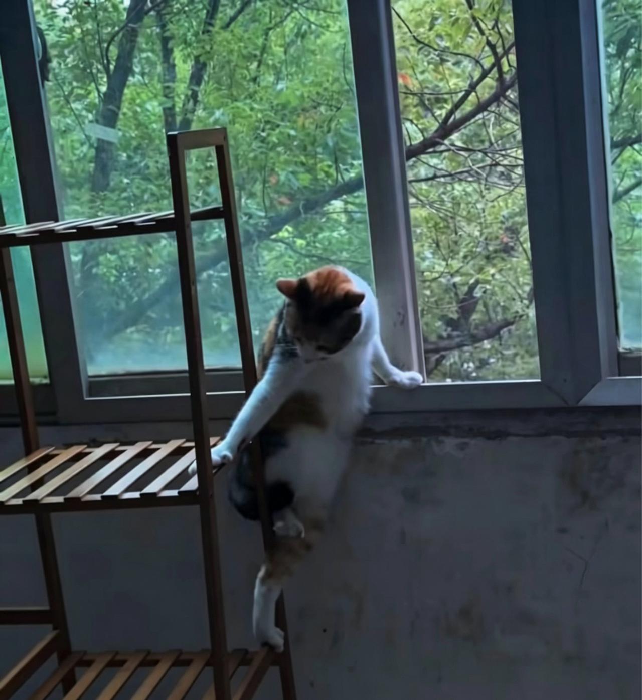 调皮的小猫[呲牙笑]阳台上的小猫