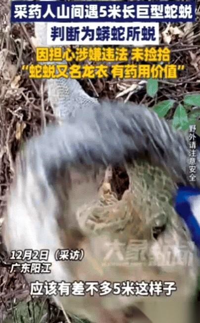 我天，广东这大哥，脑子是真清醒。换我，看到这5米长、还带着油光的大宝贝，心里肯