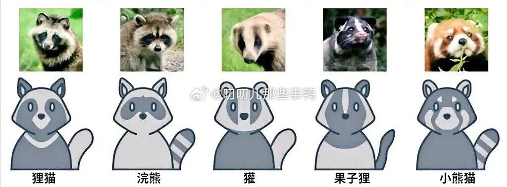 教你如何分清小浣熊和小熊猫~​​​