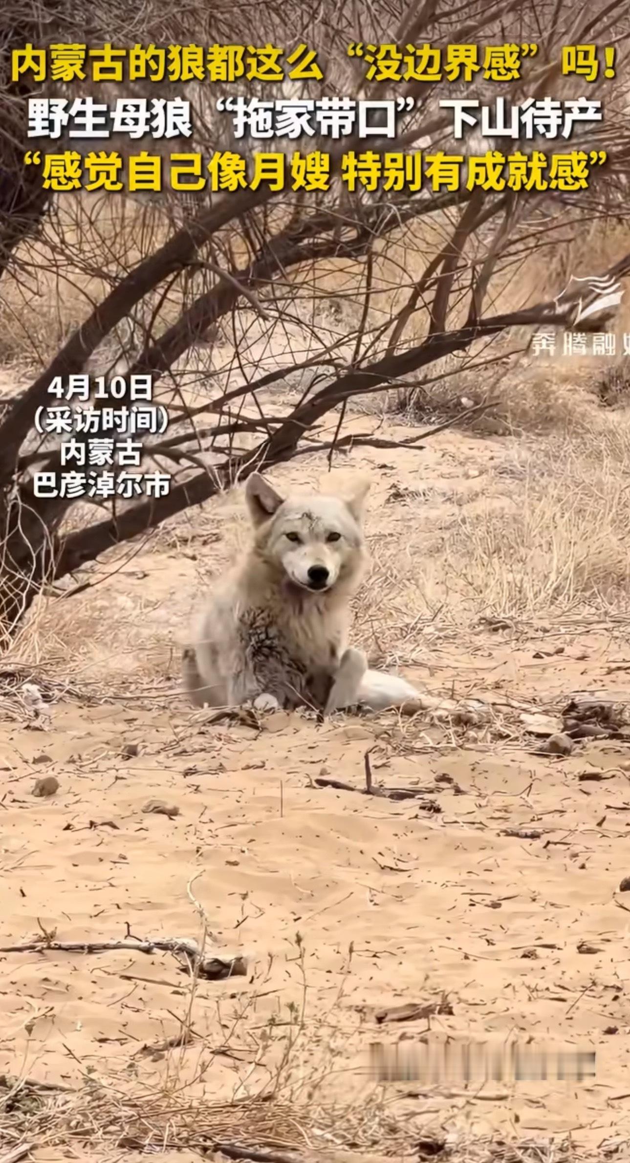 野生母狼怀孕后主动到保护站待产向犬转型中不要抱怨环境