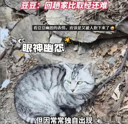 “笑不活了！”近日，河南南太行的一幕，让无数网友忍俊不禁，也让人深思。这位男子本