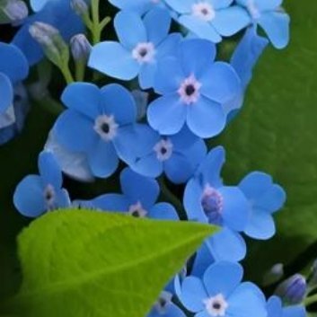 种植🌺勿忘草种植方法和园林用途一、勿忘草的种植方法1.选种根据种植环境选择