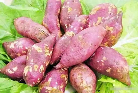 为什么香甜红薯不能作为主粮？红薯是个很特别的作物，要是光看亩产，它简直是个神