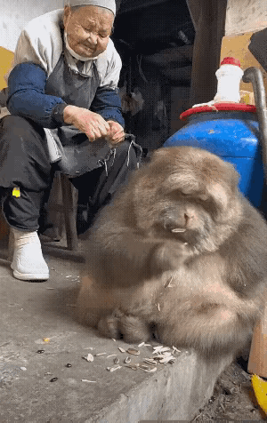 这波气质拿捏的死死的，果然谁养宠物像谁啊