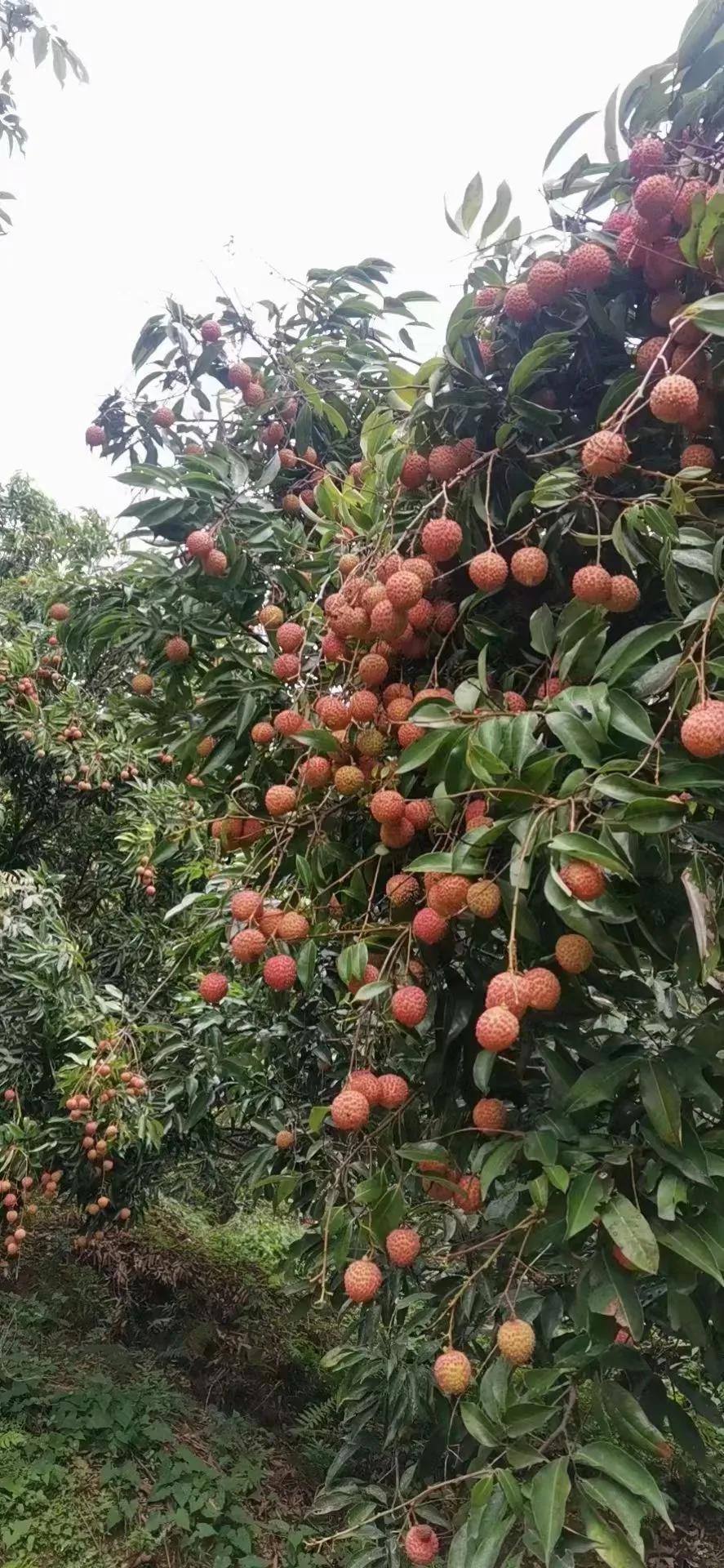 任何事物都存在产业链，工业如此，农业亦是如此。当下，高州的荔枝大量上市，各乡镇