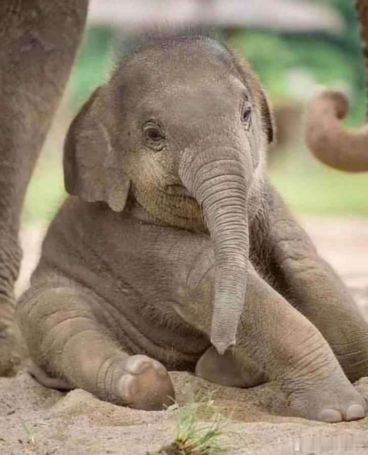 小象太可爱了🥰🐘♥️