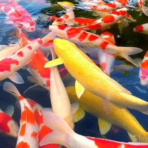 最近山东济南章丘有个小村庄火了——人家靠养锦鲤，年产值干到7000多万！更夸张的