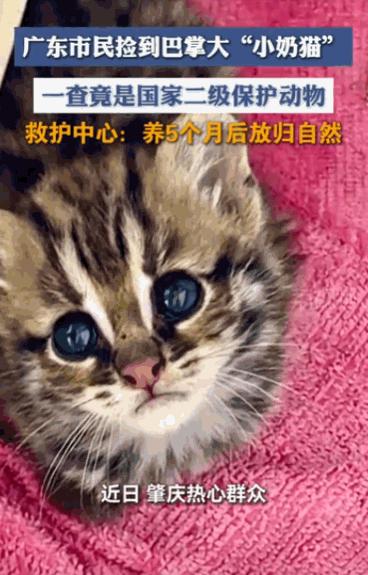 差点牢底坐穿。广东肇庆，一位市民在江边溜达，好心捡了只巴掌大的“小奶猫”，一番核