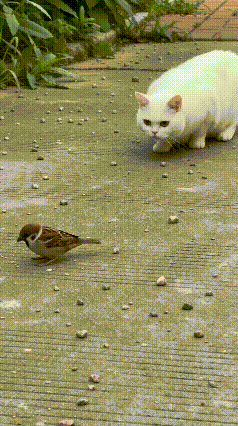 大自然的生存法则，真的太残酷了！视频里这一幕看得人屏住呼吸：几只麻雀悠闲地