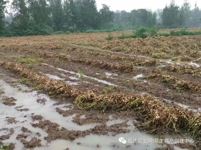 金秋雨幕下的农民悲歌当金秋的画卷本应在中原大地上徐徐展开，本应是田野金黄、硕