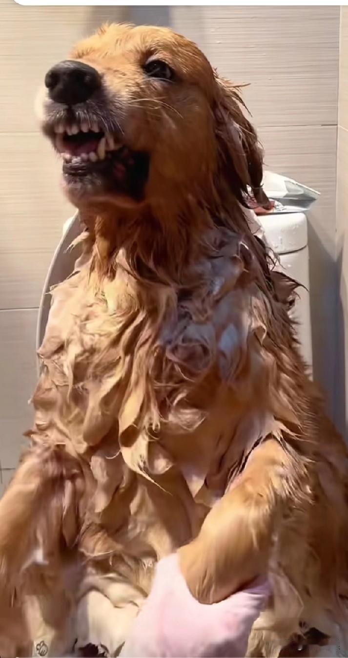 主人给金毛洗澡，金毛很不乐意，龇牙咧嘴地对着主人。主人当即扇了它一耳光，它立马就