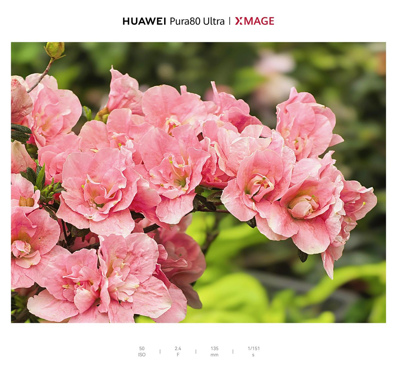 华为Pura80Ultra手机里的春色：杜鹃花华为Pura80Ultra镜