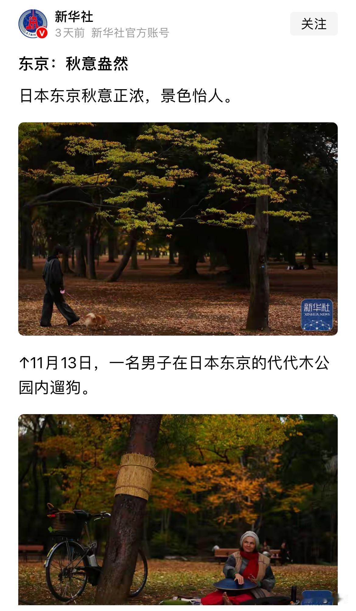 终于知道什么意思了。前几日新华社发了一组报道日本代代木公园景色的照片。配文写道，