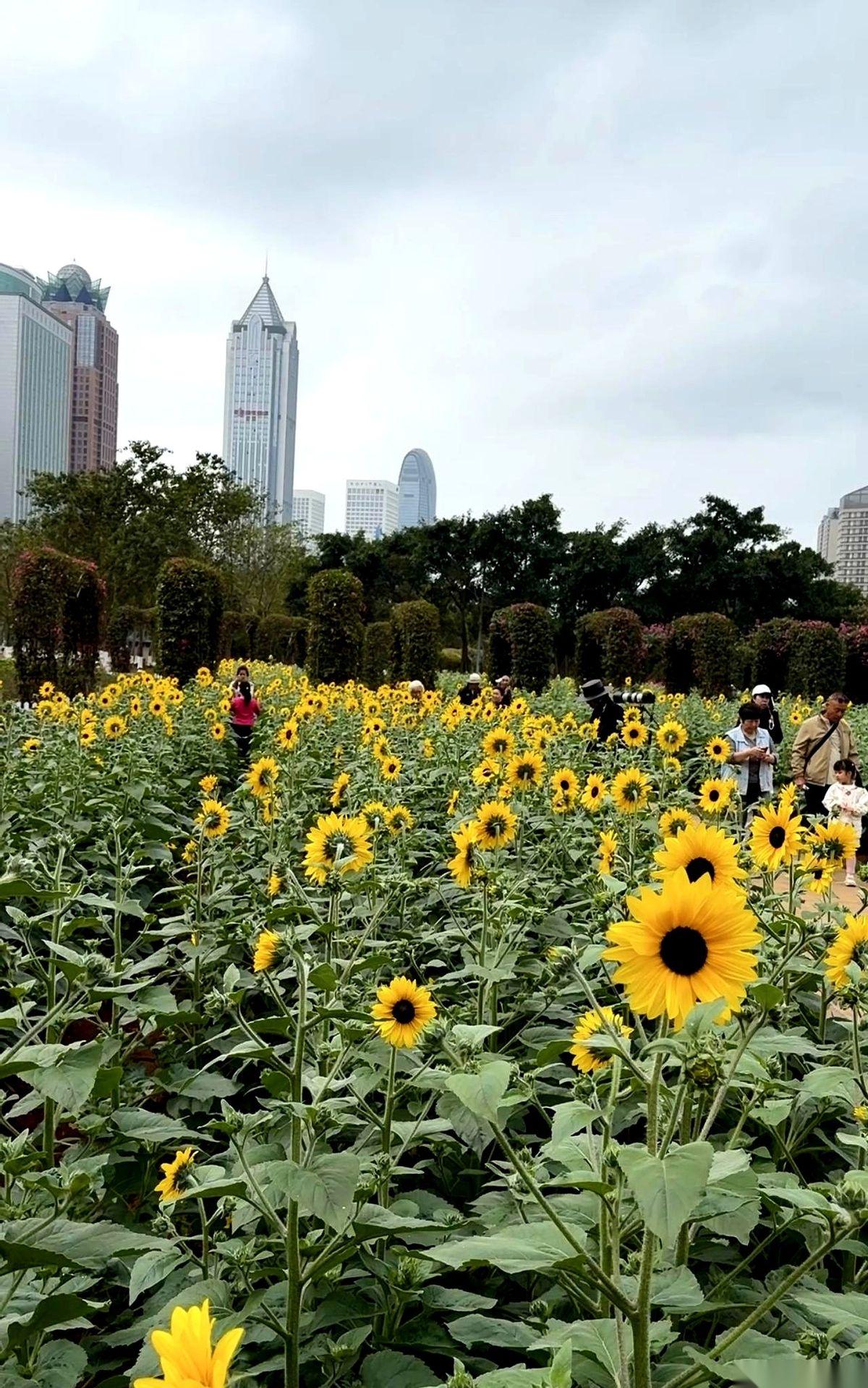 我跟你说，去海南，你得先过鼻子这一关。真的。这不是开玩笑。我住的酒店，连锁