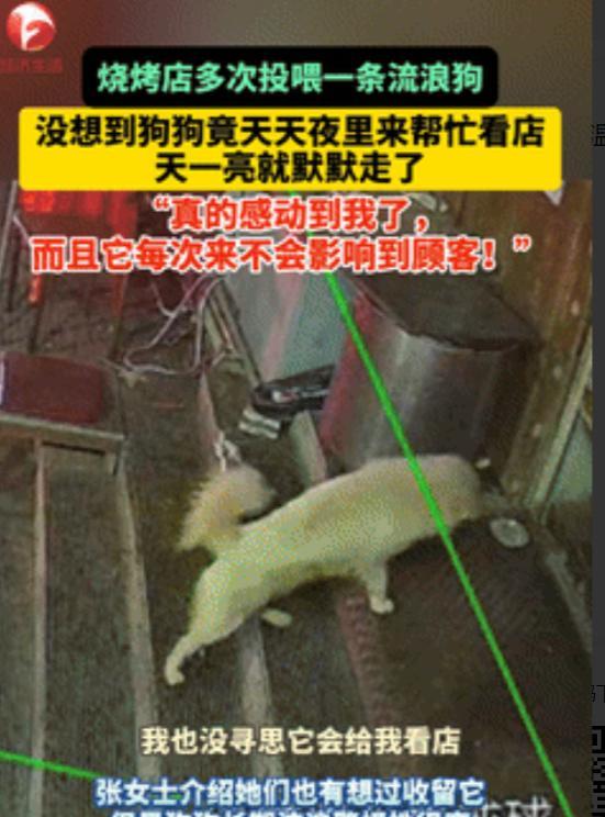 太通人性了！长春，烧烤店老板娘多次投喂流浪狗，没想到，流浪狗竟每天趁她收摊后，又