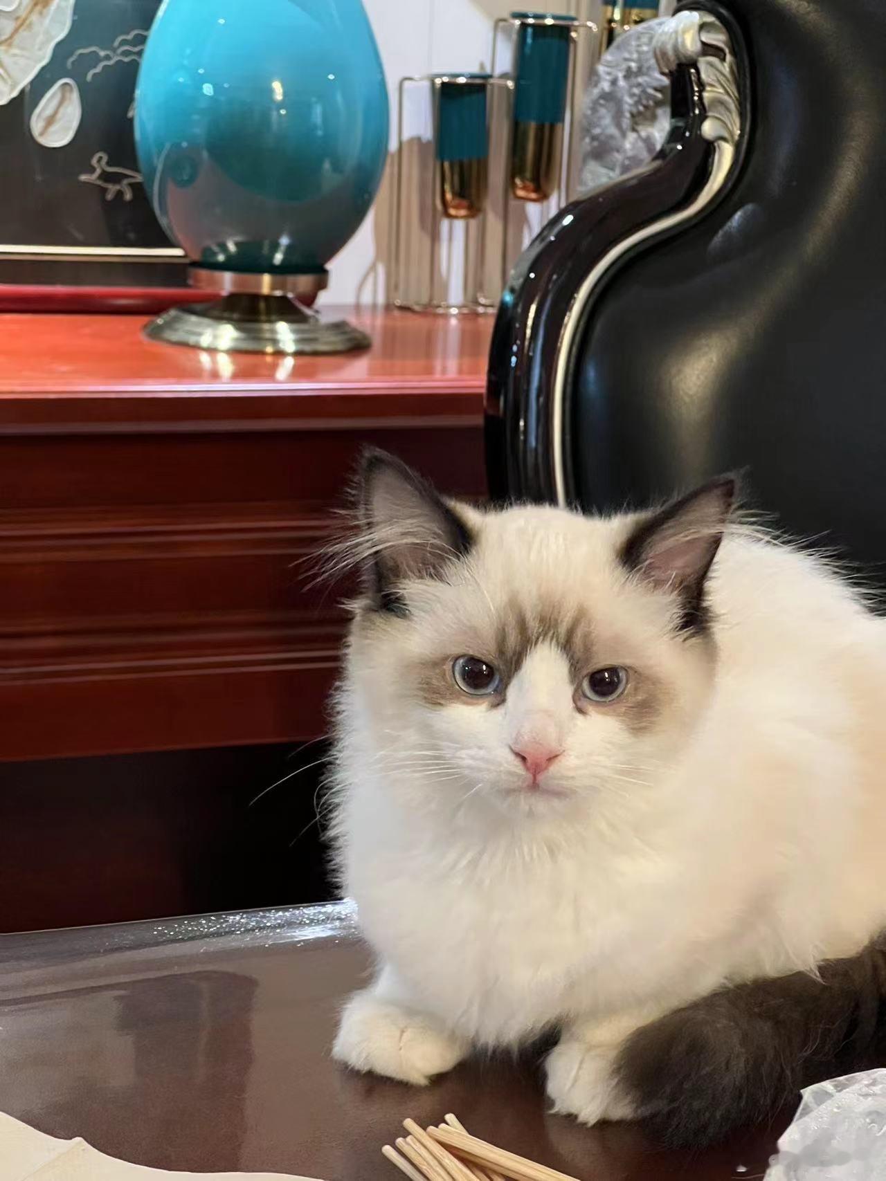 两年的时间一下就变成一只大猫了！这颜值反差从小萌到大银川