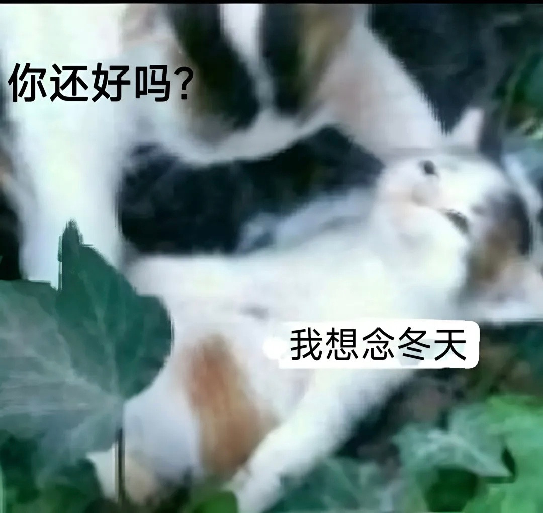 有猫在，日子就很温柔꙳₊⁺🐾meme
