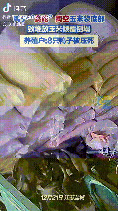 贪吃惹的祸！江苏盐城，玉米摆放在墙边，一群鸭子贪吃直接把最下面一层玉米掏空，结果